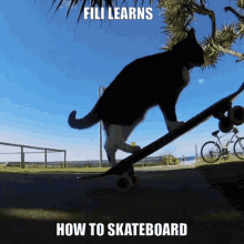 Fili Cat GIF - Fili Cat Skateboard GIFs