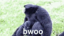 Bwoo Monkey GIF - Bwoo Monkey Siamang GIFs