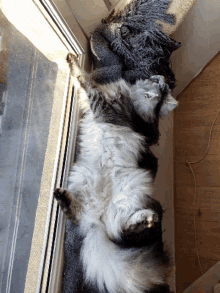 a fluffy cat is laying on its back on a window sill