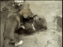 Grizzly Bear Cub & Wolf Cub Playing GIF - Bears Dogs Puppies GIFs