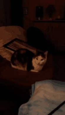 a black and white cat laying on a bed