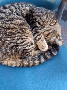 Sleepy Cat GIF - Sleepy Cat Tired GIFs