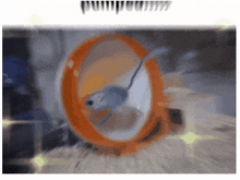jerboa roingus wheel running meme jerboa roingus wheel running meme