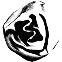 a black and white drawing of a circle with a swirl in it