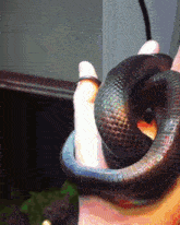 Black Rainbow GIF - Black Rainbow Snake GIFs