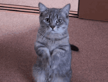 Please Cat GIF - Please Cat Begging GIFs