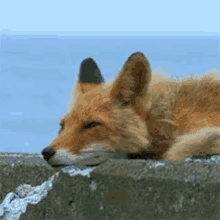sleepy fox sleepy fox tired tired af