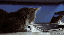 Cat Wow GIF - Cat Wow Repeat GIFs
