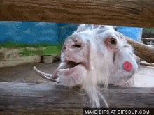 Goat Tongue Out GIF - Goat Tongue Out High GIFs