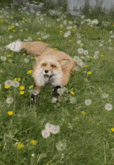a fox is laying in a field of dandelions