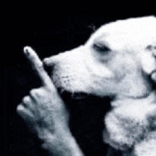 a black and white photo of a white dog making a finger gesture