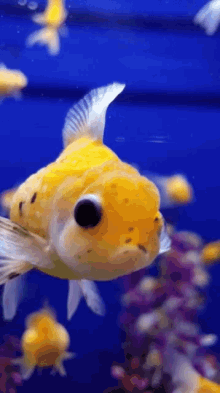 Goldfish Bloop GIF - Goldfish Bloop Just Keep Swimming GIFs