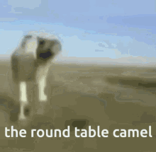 The Round Table Roundtable GIF - The Round Table Roundtable Camel GIFs