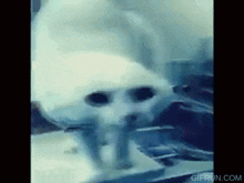White Cat White Spooky Cat GIF - White Cat White Spooky Cat Scary Cat GIFs