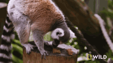 Sniffing Around National Geographic GIF - Sniffing Around National Geographic Lemurs Try New Food GIFs