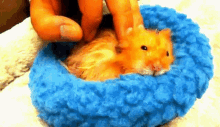 Hamster Sleepy GIF - Hamster Sleepy GIFs