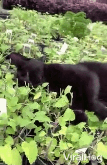 Cat Viralhog GIF - Cat Viralhog Black Cat GIFs