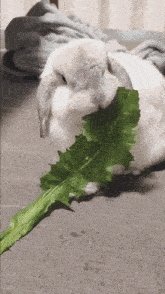 a small white rabbit is eating a green leaf