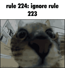 Rule 224 GIF - Rule 224 Rule224 GIFs