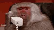 Monkey Hello GIF - Monkey Hello Telo GIFs