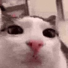 Staring Cat GIF - Staring Cat Smol GIFs