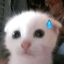 a white kitten with a blue tear coming out of its eye .