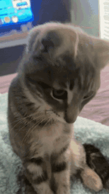 Cat Silly GIF - Cat Silly Something On Your Shirt GIFs