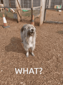What The Heck Kratu GIF - What The Heck Kratu What Is It GIFs