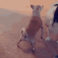 Chihuahua Perro GIF - Chihuahua Perro Tuerk GIFs
