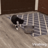 Flinching Cat Viralhog GIF - Flinching Cat Viralhog Oops GIFs