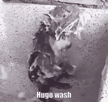 Hugo Hugo Wash GIF - Hugo Hugo Wash Rat Wash GIFs