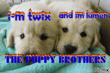 two puppies laying next to each other with the words i 'm twix and i 'm lumen