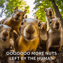 Squirrel Welcome GIF