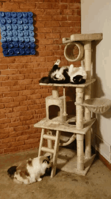 Cat Cats GIF - Cat Cats Meow GIFs