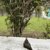 Feeding My Chick Hummingbird GIF - Feeding My Chick Hummingbird Viralhog GIFs