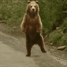 bear_dancing2 dancing bear