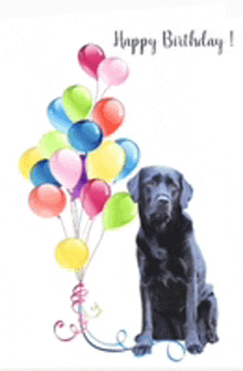 a black dog is sitting next to a bunch of colorful balloons