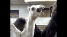 Camel Laughing Hysterically GIF - Camel Laughing Hysterically Funny Animals GIFs