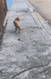 two dogs are playing on a roof and one of them is jumping in the air .