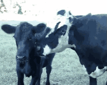 Kiss GIF - Cow Cows Kiss GIFs