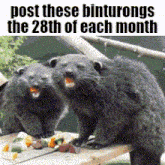 two binturongs are sitting on a wooden picnic table eating food