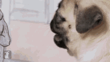 Crickets Confused GIF - Crickets Confused Pug GIFs