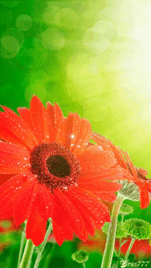 Red Flower GIF - Red Flower GIFs