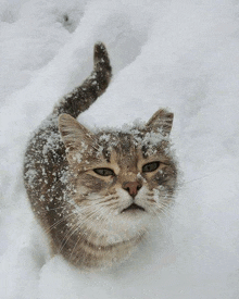 Cat Snow GIF - Cat Snow Snow Cat GIFs
