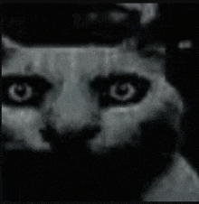 a close up of a cat 's face with black eyes