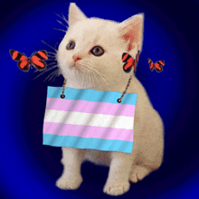 Transgender Kitten GIF - Transgender Trans Kitten GIFs