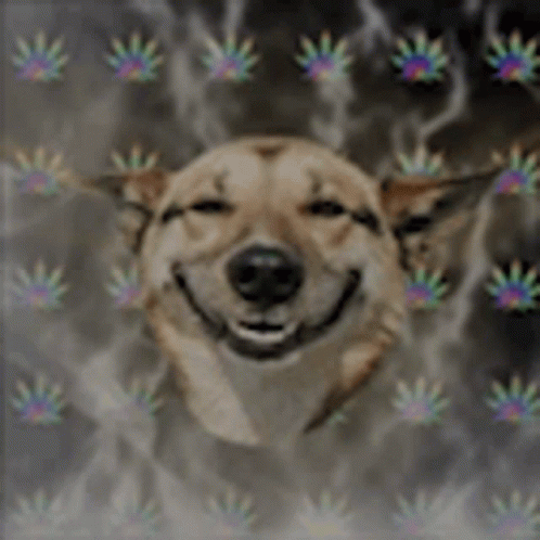 stoned birthday dog meme