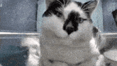 a black and white cat is sitting in a clear container of water .
