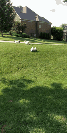 Auggie Dog Rolling Down Hill GIF
