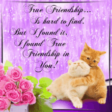 True Friendship Hard To Find GIF - True Friendship Hard To Find But I Found It GIFs